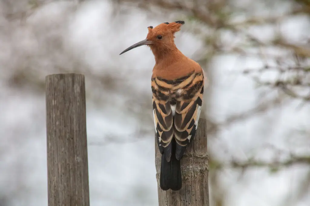 African Hoopoe