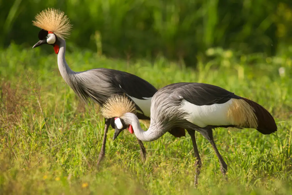 Crested Cranes