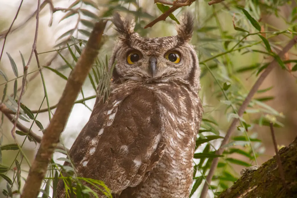 Pearl Spotted Owlet (3)