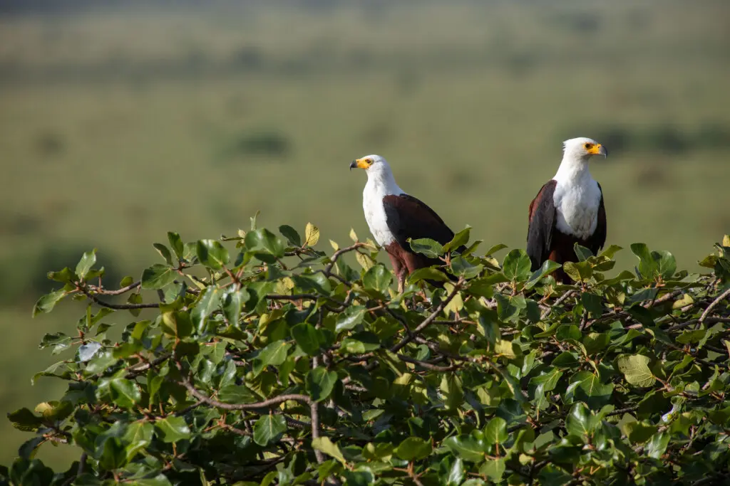 fish eagle
