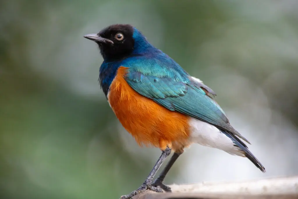 superb starling