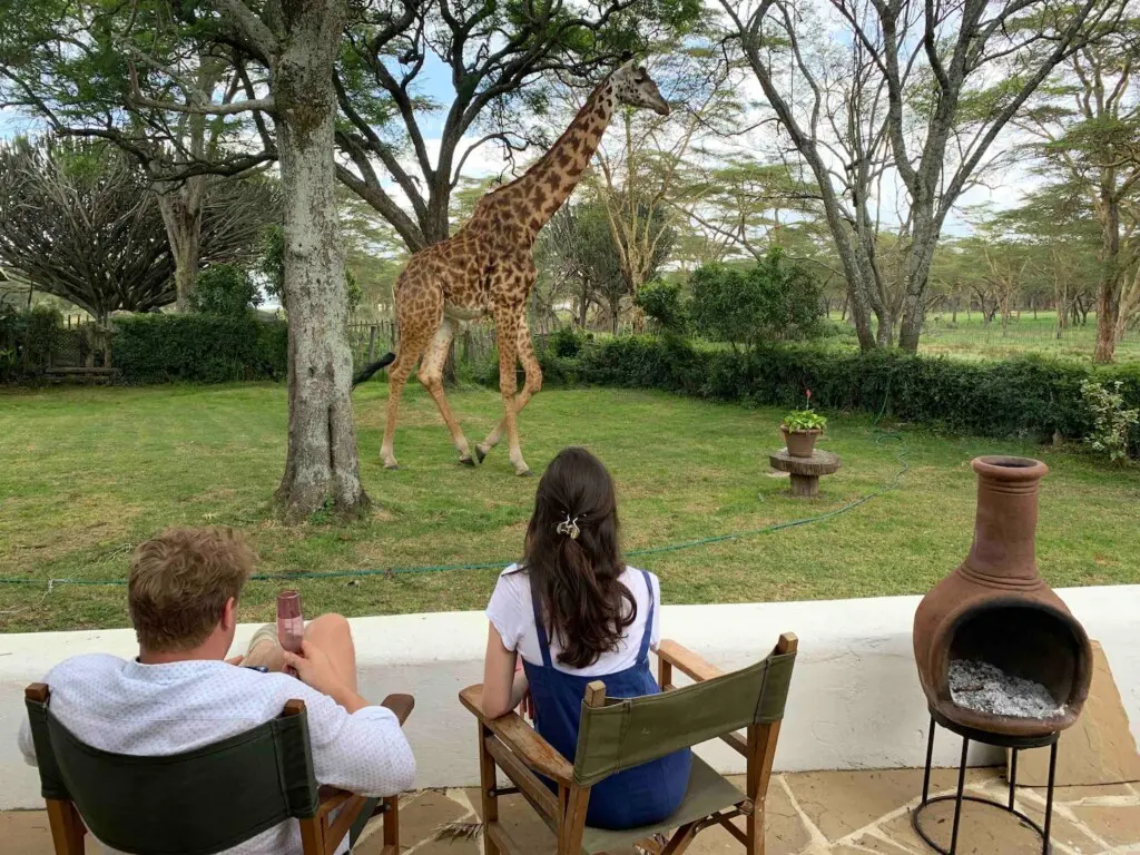 Guests viewing a giraffe while enjoying a cup of coffee