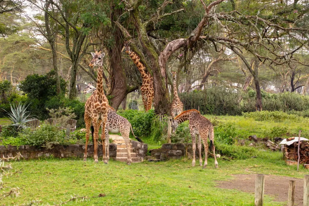 d40d2cf8 599e 4ef4 989b f1a7bb4bba83