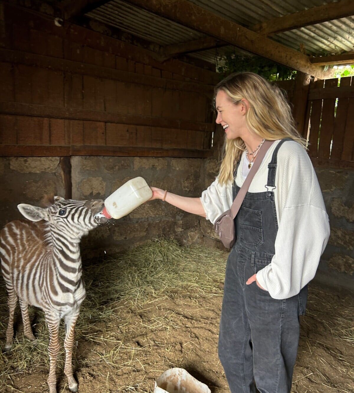 Feeding an orphaned zebra on Sanctuary Farm
